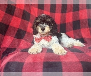 Cavapoo Puppy for sale in LAKELAND, FL, USA
