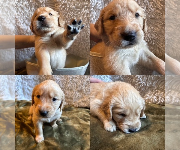 Medium Photo #1 Golden Retriever Puppy For Sale in PORTLAND, TN, USA