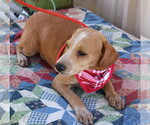 Small #1 Dachshund