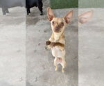 Small #1 Chihuahua Mix