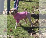 Small #4 Poodle (Standard)