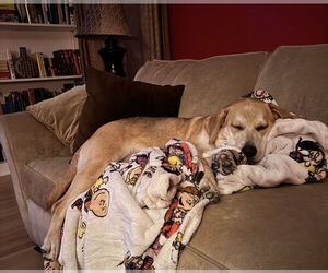 Retriever -Unknown Mix Dogs for adoption in Holly Springs, NC, USA