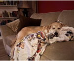 Small #2 Retriever  Mix