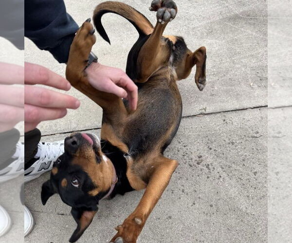 Medium Photo #3 Doberman Pinscher-Unknown Mix Puppy For Sale in Spring Lake, NC, USA