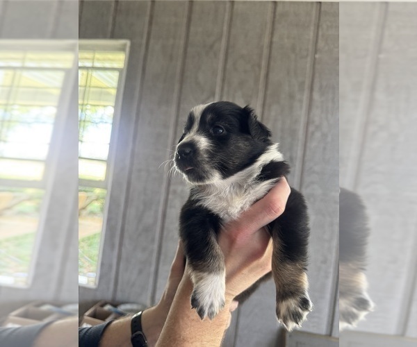 Medium Photo #6 Australian Shepherd Puppy For Sale in SENECA, SC, USA