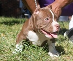 Puppy Puppy 3 American Bully