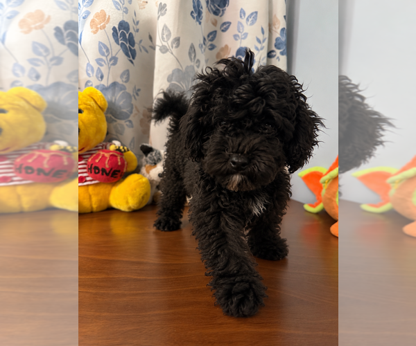 Medium Photo #27 Bichpoo Puppy For Sale in DURHAM, CT, USA