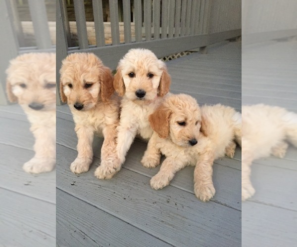 Medium Photo #2 Goldendoodle Puppy For Sale in FREDONIA, KY, USA