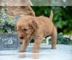 Small Photo #12 Golden Retriever Puppy For Sale in WOLCOTTVILLE, IN, USA