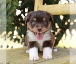 Small #3 Aussie-Poo