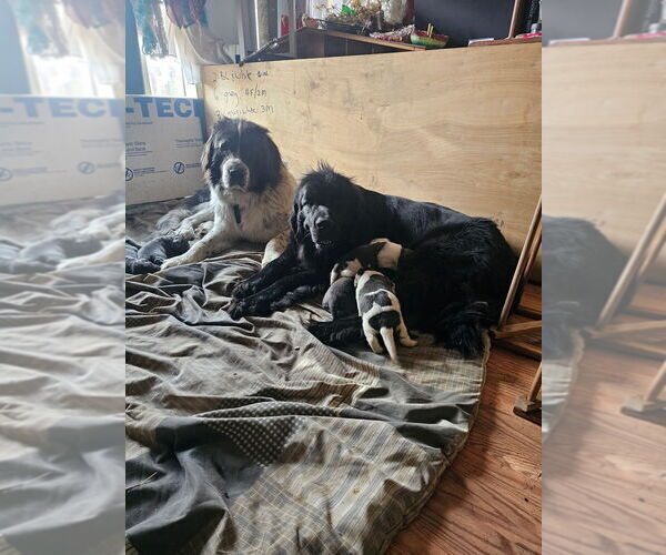 Medium Photo #9 Newfoundland Puppy For Sale in SPRAGUE, WA, USA