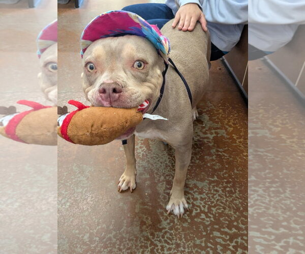 Medium Photo #3 American Pit Bull Terrier Puppy For Sale in Salinas, CA, USA
