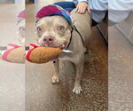 Small #2 American Pit Bull Terrier