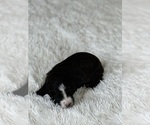 Small #99 Bernedoodle
