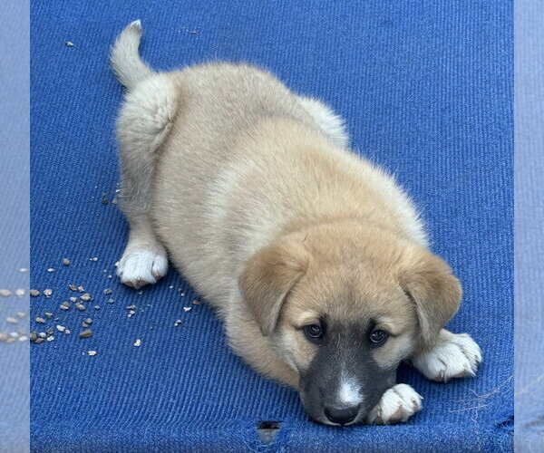 Medium Photo #2 German Shepherd Dog Puppy For Sale in Bolivar, MO, USA