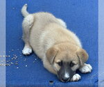 Small #1 German Shepherd Dog