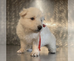 Small Photo #42 German Shepherd Dog Puppy For Sale in WASHINGTON, NJ, USA