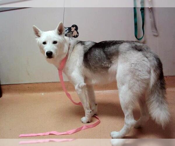 Medium Photo #1 Siberian Husky Puppy For Sale in Martinez, CA, USA