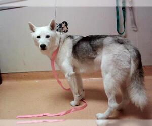 Siberian Husky Dogs for adoption in Martinez, CA, USA