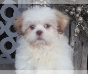 Basset Hound Puppy for sale in MOUNT VERNON, OH, USA