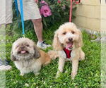 Small #2 Shih Tzu