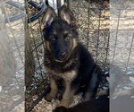 Puppy Green Collar German Shepherd Dog