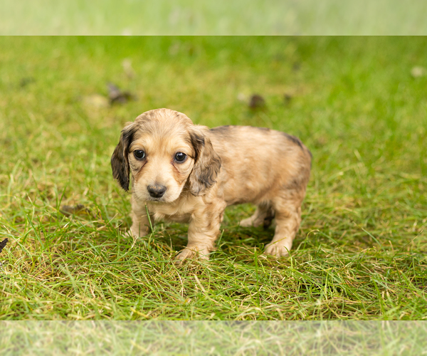 Medium Photo #2 Dachshund Puppy For Sale in MILFORD, IN, USA