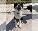 Small #4 Beagle Mix
