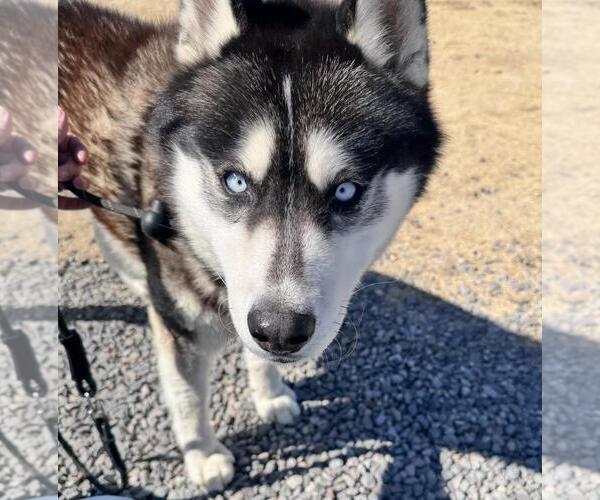 Medium Photo #2 Huskies -Unknown Mix Puppy For Sale in Incline Village, NV, USA