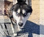 Small #1 Huskies  Mix