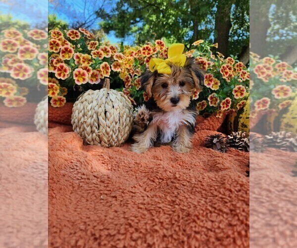 Medium Photo #4 Yorkshire Terrier Puppy For Sale in INDIANAPOLIS, IN, USA