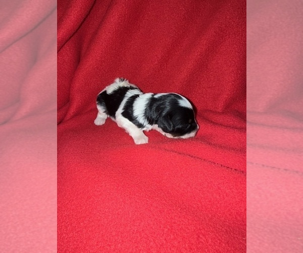 Medium Photo #3 Cavapoo-Poodle (Miniature) Mix Puppy For Sale in MUNFORDVILLE, KY, USA