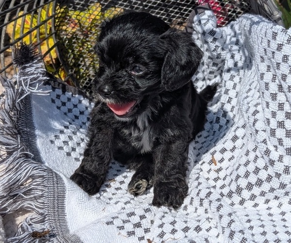 Medium Photo #15 Cavapoo Puppy For Sale in GOSHEN, IN, USA