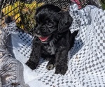 Small #1 Cavapoo