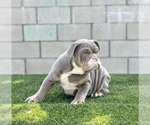 Small #17 English Bulldog