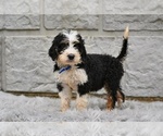 Small #3 Bernedoodle