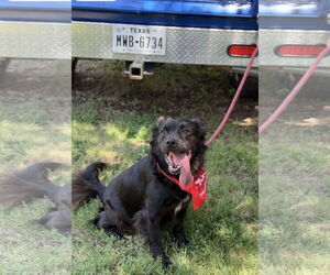 Chow Chow-Retriever  Mix Dogs for adoption in Euless, TX, USA