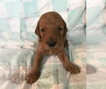 Small Photo #6 Poodle (Standard) Puppy For Sale in LOWVILLE, NY, USA