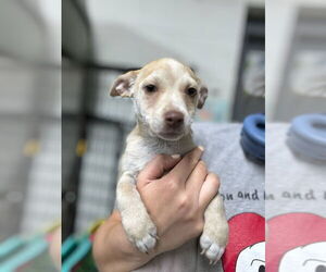 Chi-Corgi Dogs for adoption in Mukwonago, WI, USA