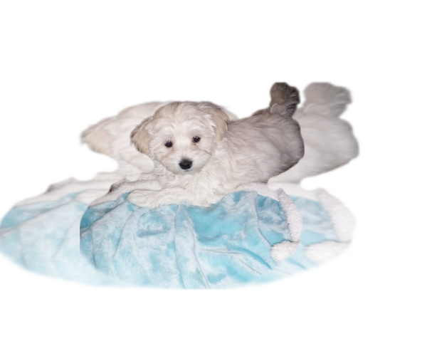 Medium Photo #1 Maltipoo Puppy For Sale in ANDREWS, IN, USA