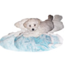 Small Photo #1 Maltipoo Puppy For Sale in ANDREWS, IN, USA
