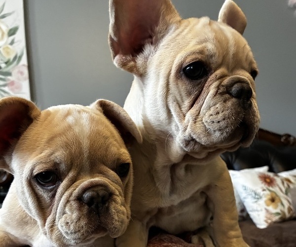 Medium Photo #1 French Bulldog Puppy For Sale in VIRGINIA BEACH, VA, USA