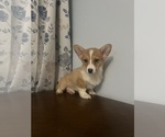 Small #60 Pembroke Welsh Corgi