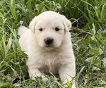 Small Great Pyrenees