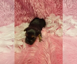 Yorkshire Terrier Puppy for sale in OWASSO, OK, USA