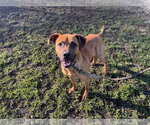 Small Black Mouth Cur Mix
