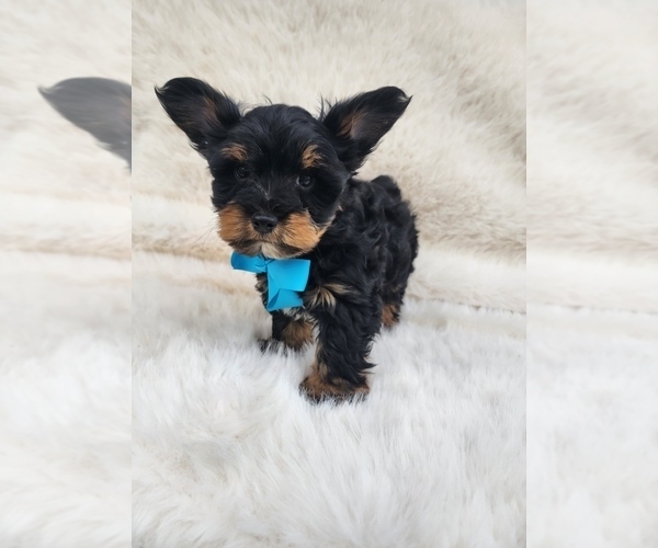 Medium Photo #5 Yorkshire Terrier Puppy For Sale in INDIANAPOLIS, IN, USA