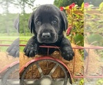 Image preview for Ad Listing. Nickname: AKC Ready to Go