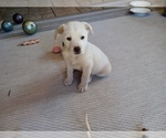Small Photo #100 American Pit Bull Terrier-Labrador Retriever Mix Puppy For Sale in MOORESBORO, NC, USA