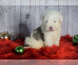 Poodle (Miniature)-Sheepadoodle Mix Puppy for sale in FREDERICKSBG, OH, USA